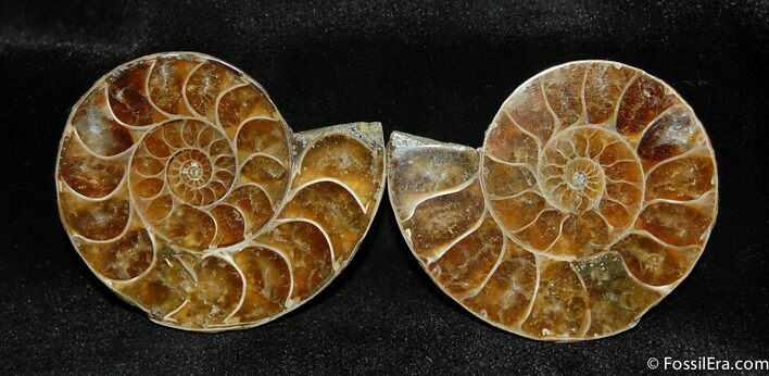 Inch Desmoceras Ammonite Pair #510